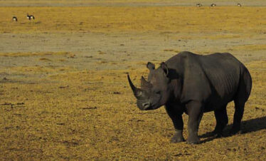 5-days-tour-program-to-serengeti-ngorongoro1