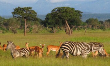 6-days-safari-tanzania1