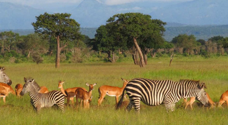 6-days-safari-tanzania1