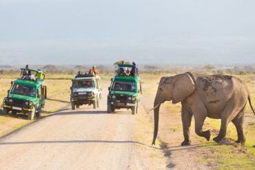 elephant-serengeti-national-park-african-galago